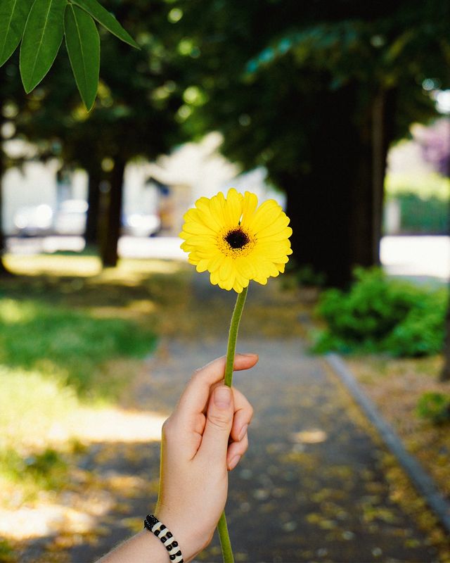Una gerbera gialla lungo un viale alberato, con il sole che filtra tra le foglie