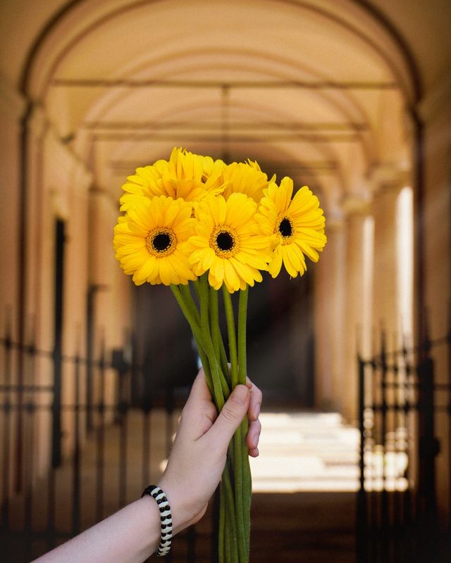 Un mazzo di gerbere gialle tenuto in mano sotto un portico ad archi