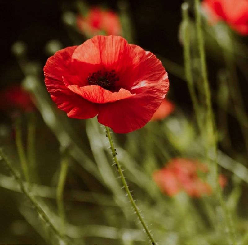 Un papavero rosso in un prato, con altri papaveri sfocati sullo sfondo